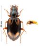 Bembidion bualei